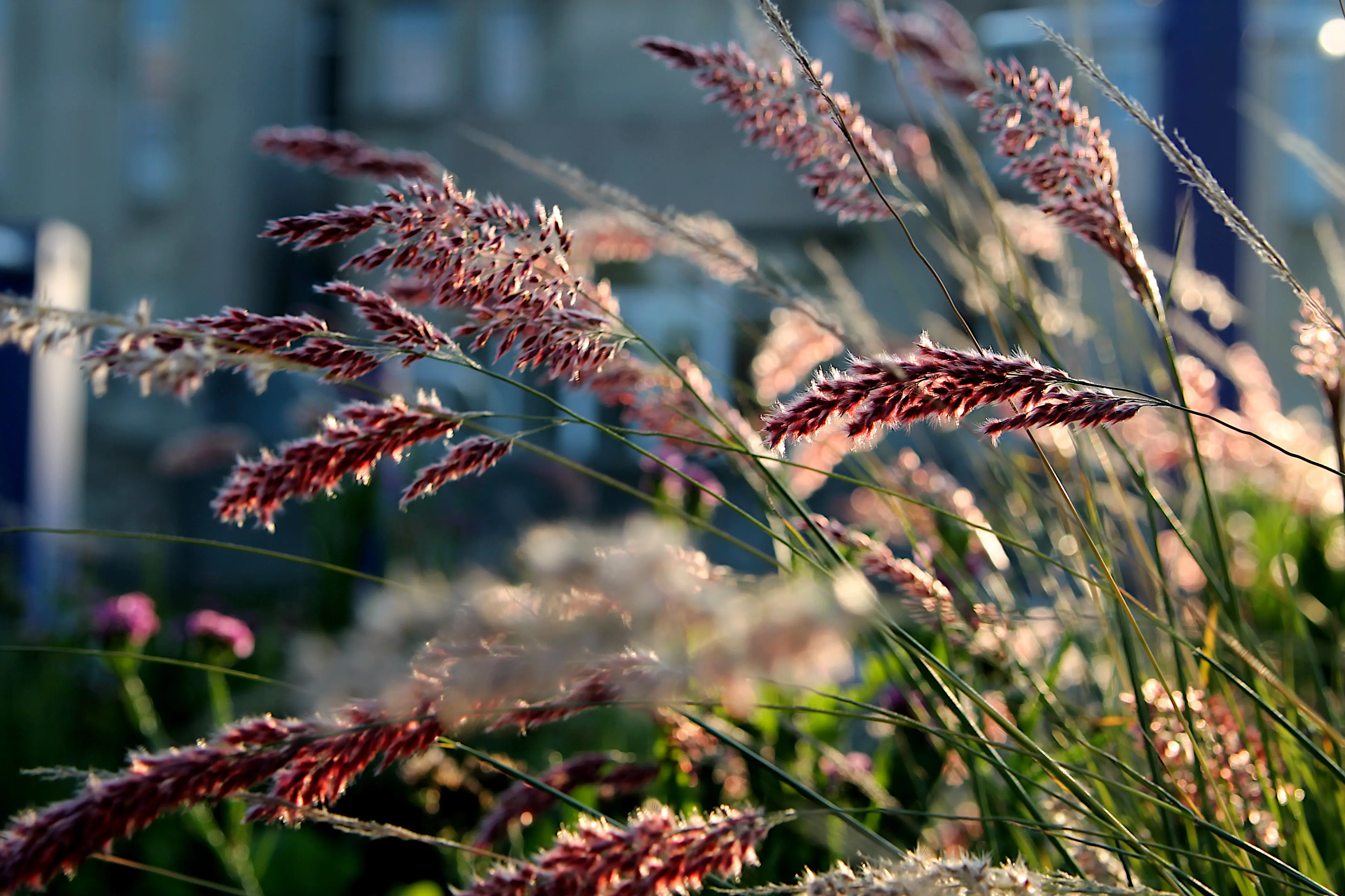 a field of pink flowers with the word 'wild' in the background
