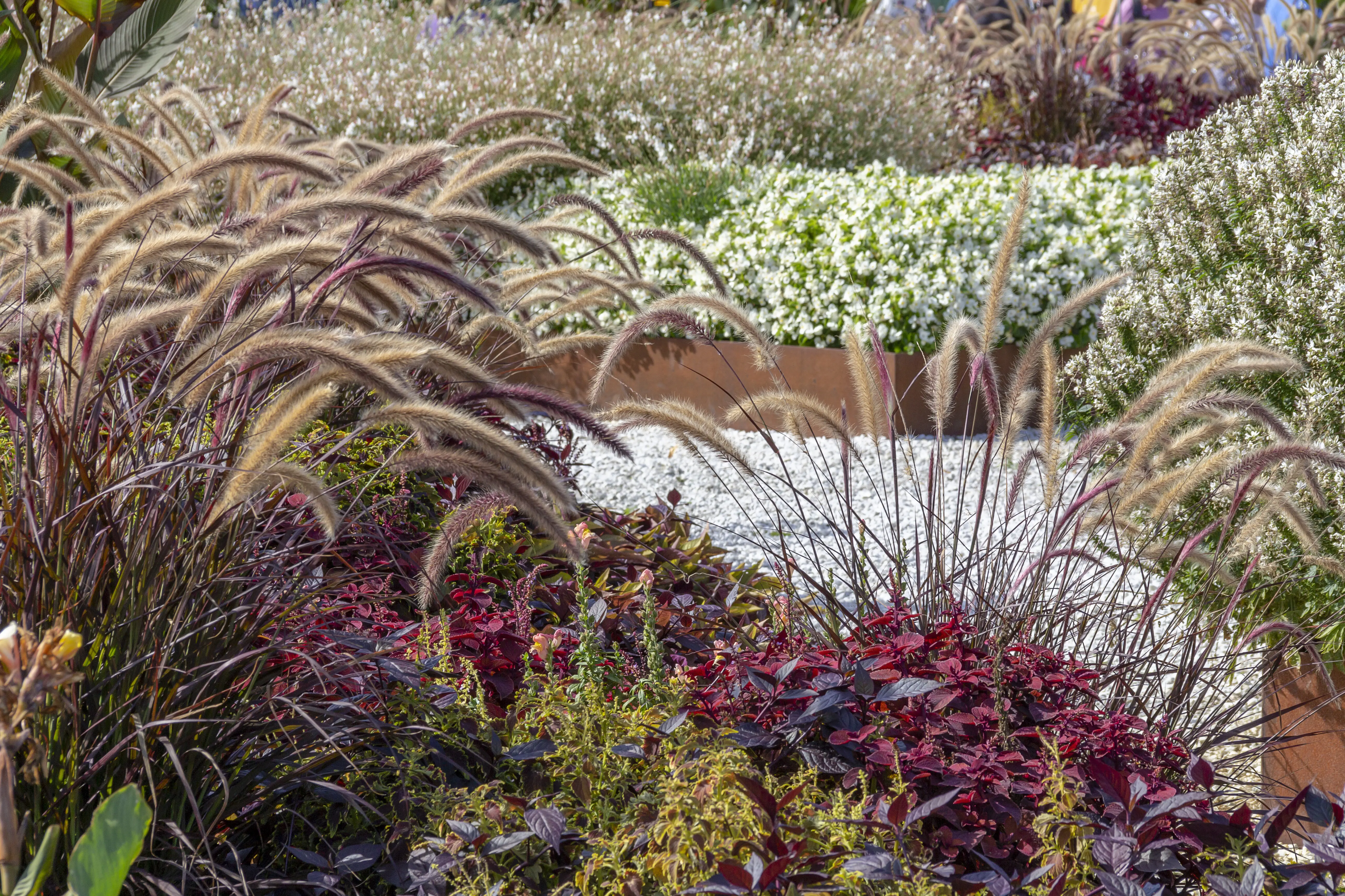 colorful arrangement of plants
