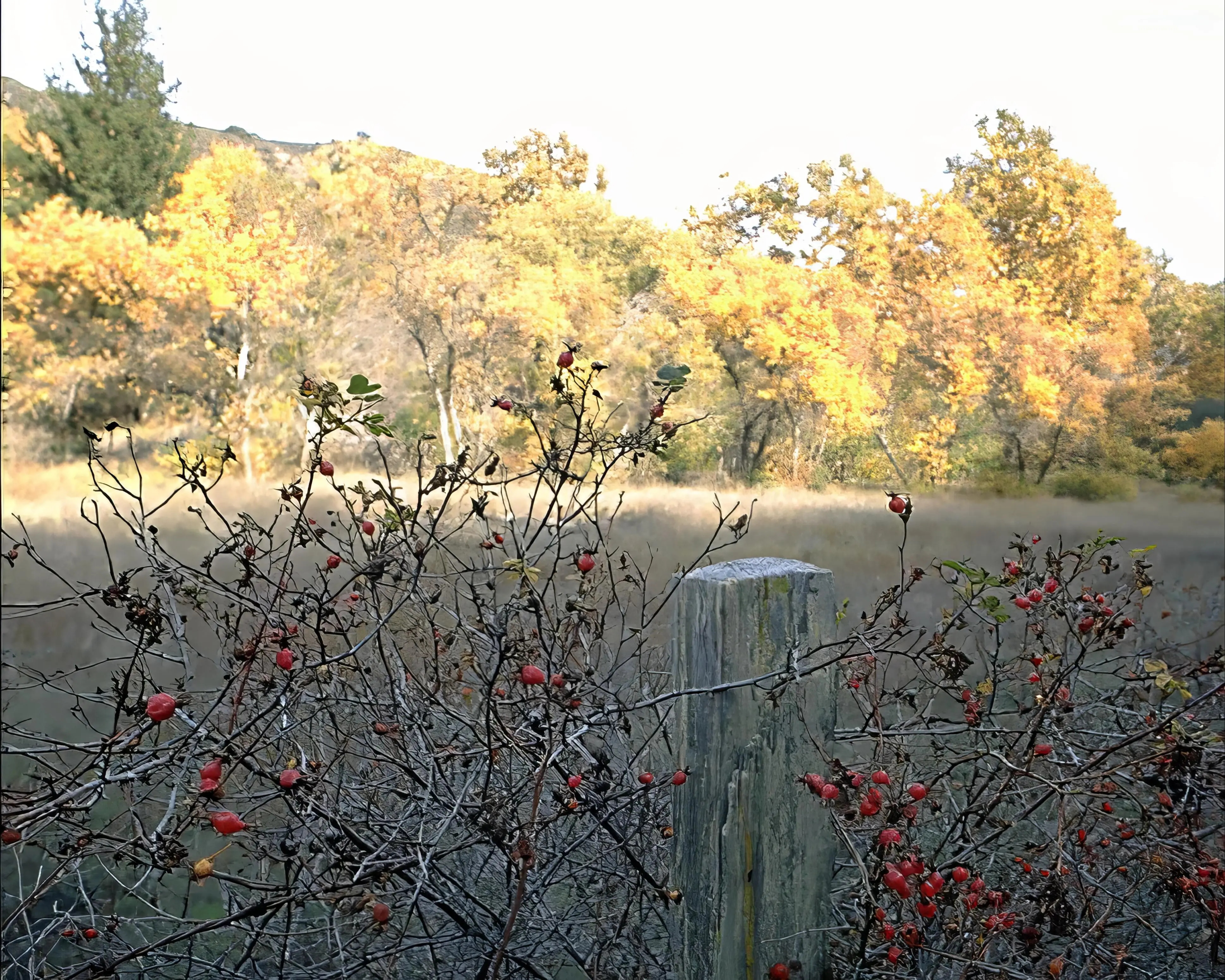 Trees against a natural forest background