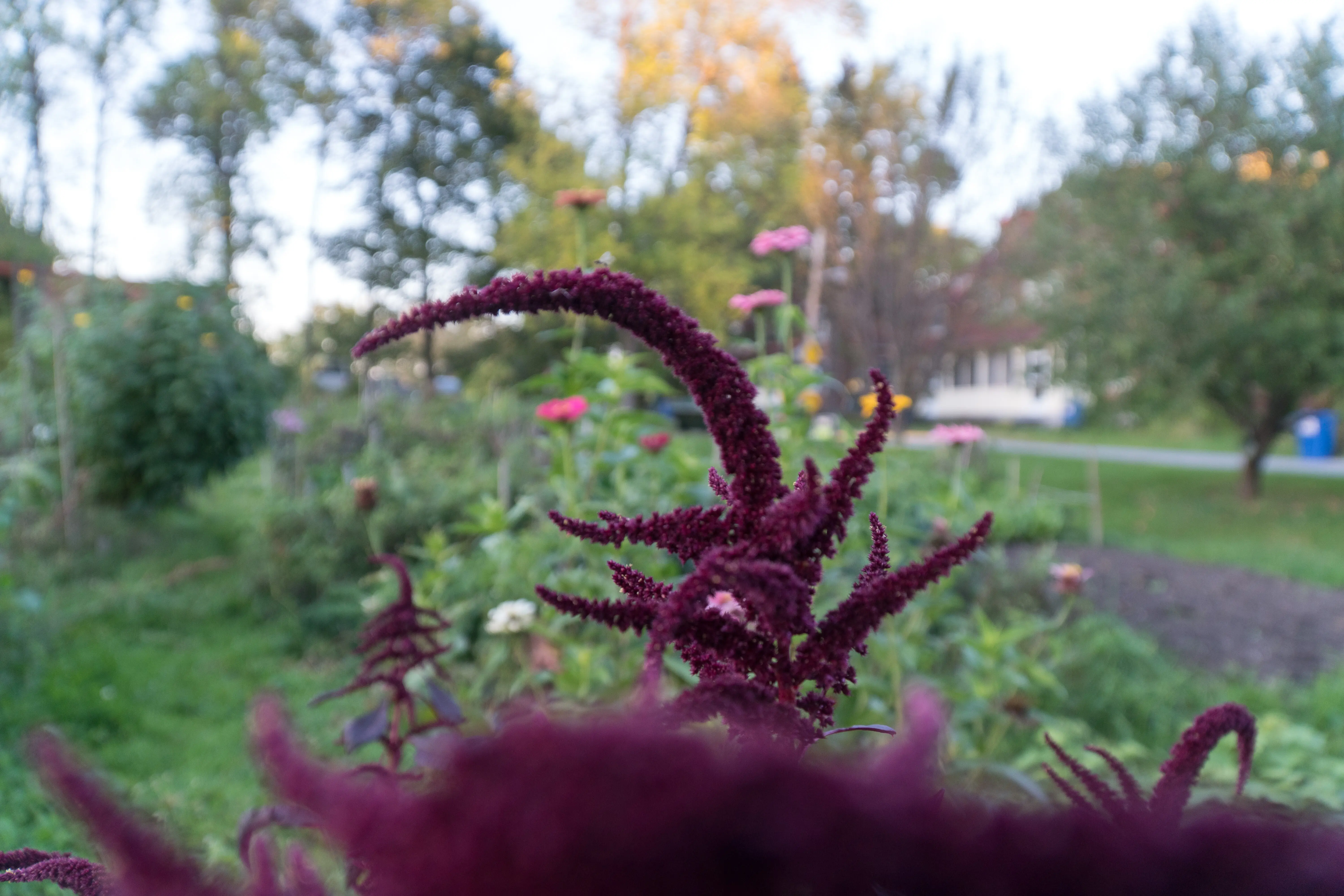 A close-up view of a flowering plant in a park.