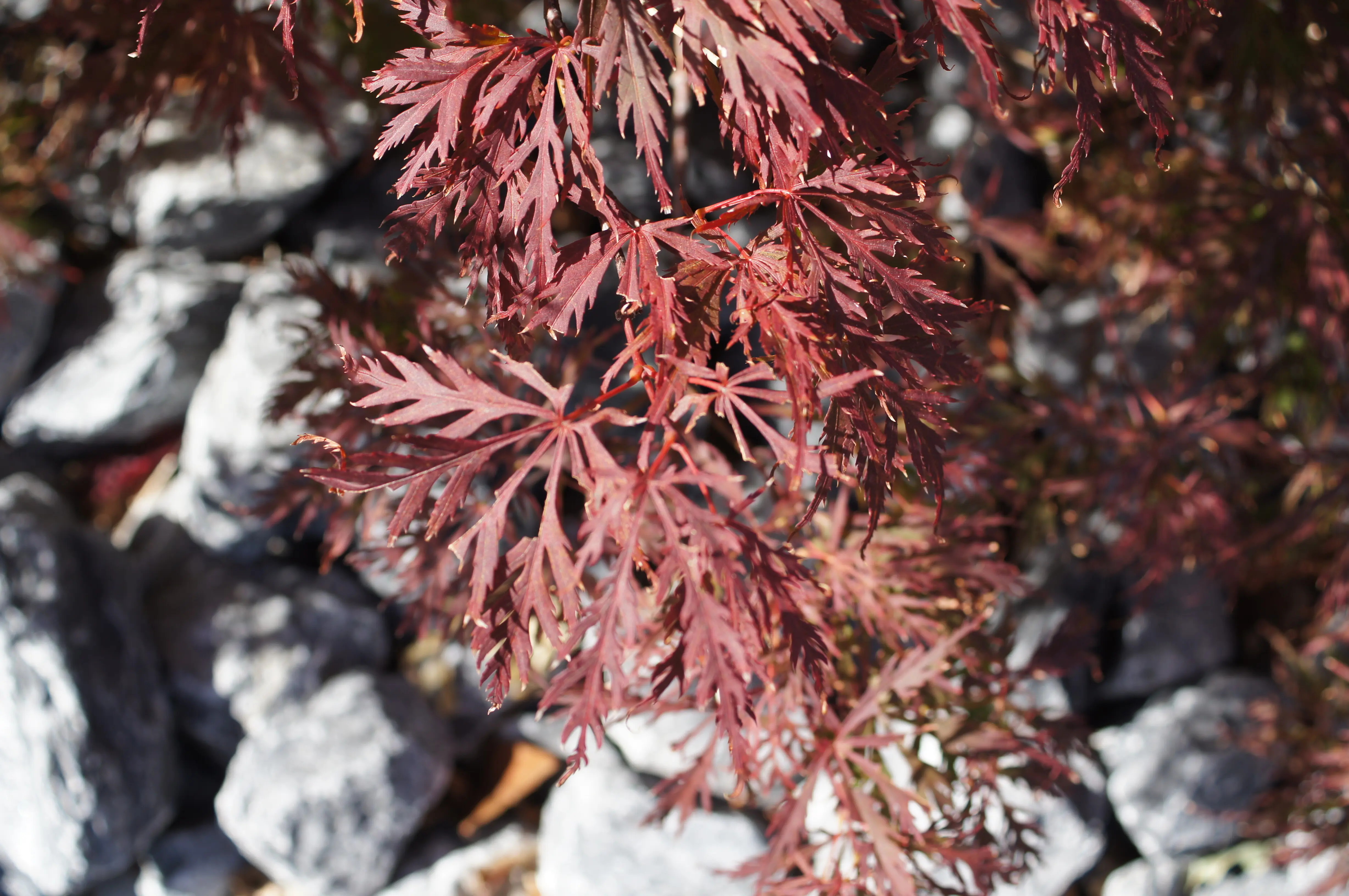 Close-up view of maple leaves on a tree during autumn
