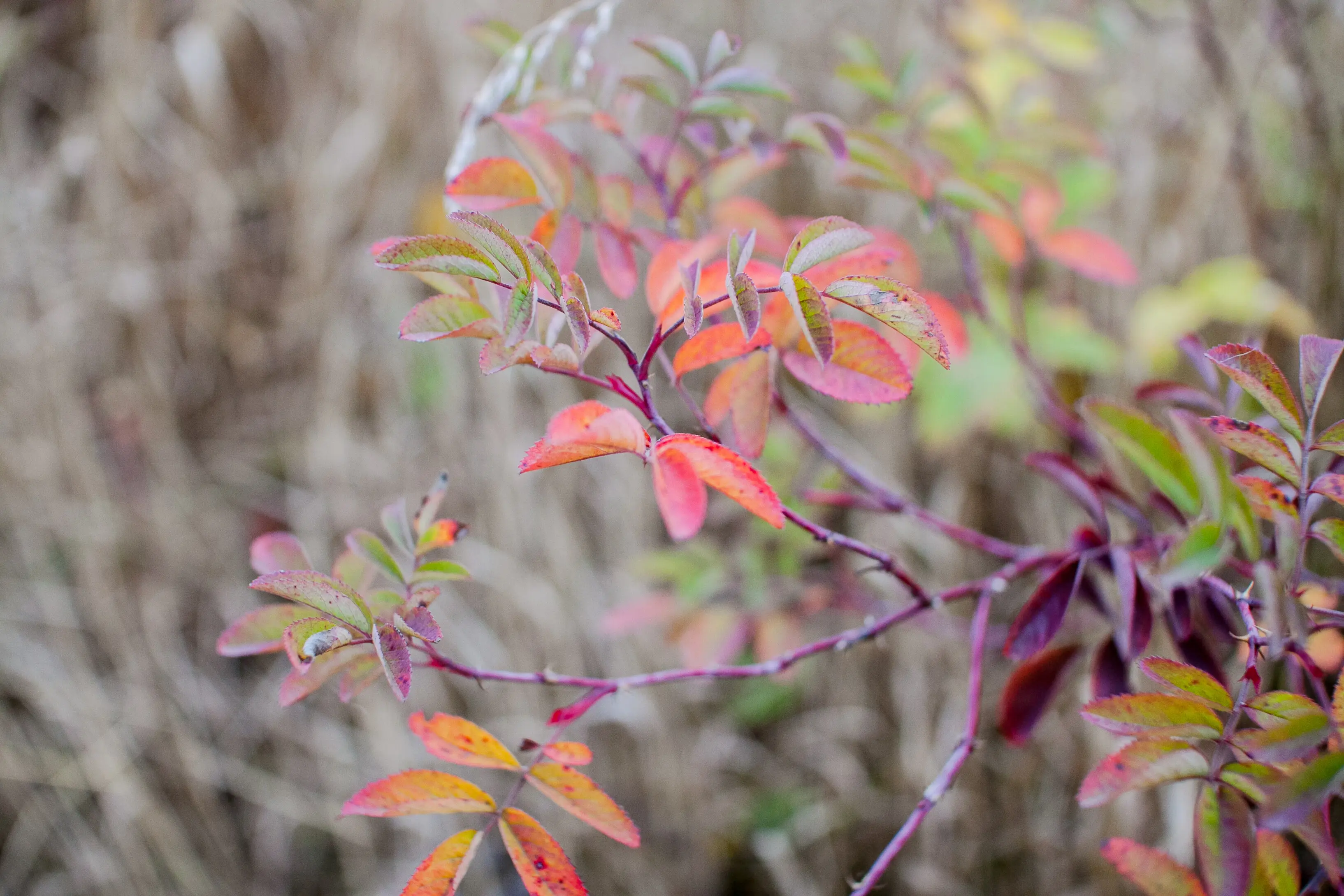 Autumn landscape. A blanket of dried yellow, brown, and orange leaves under the autumn sun.