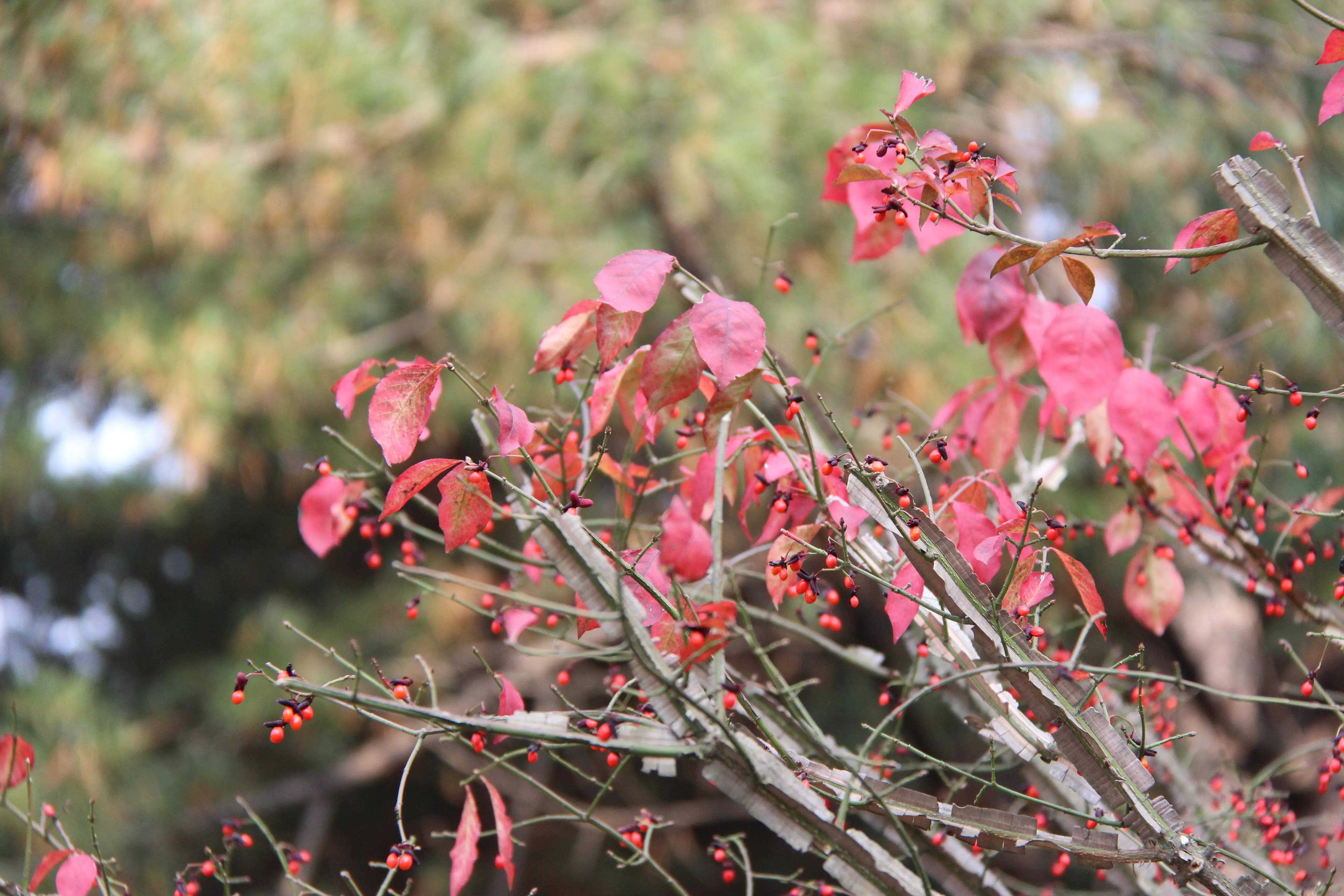A close-up view of a pink flowering plant