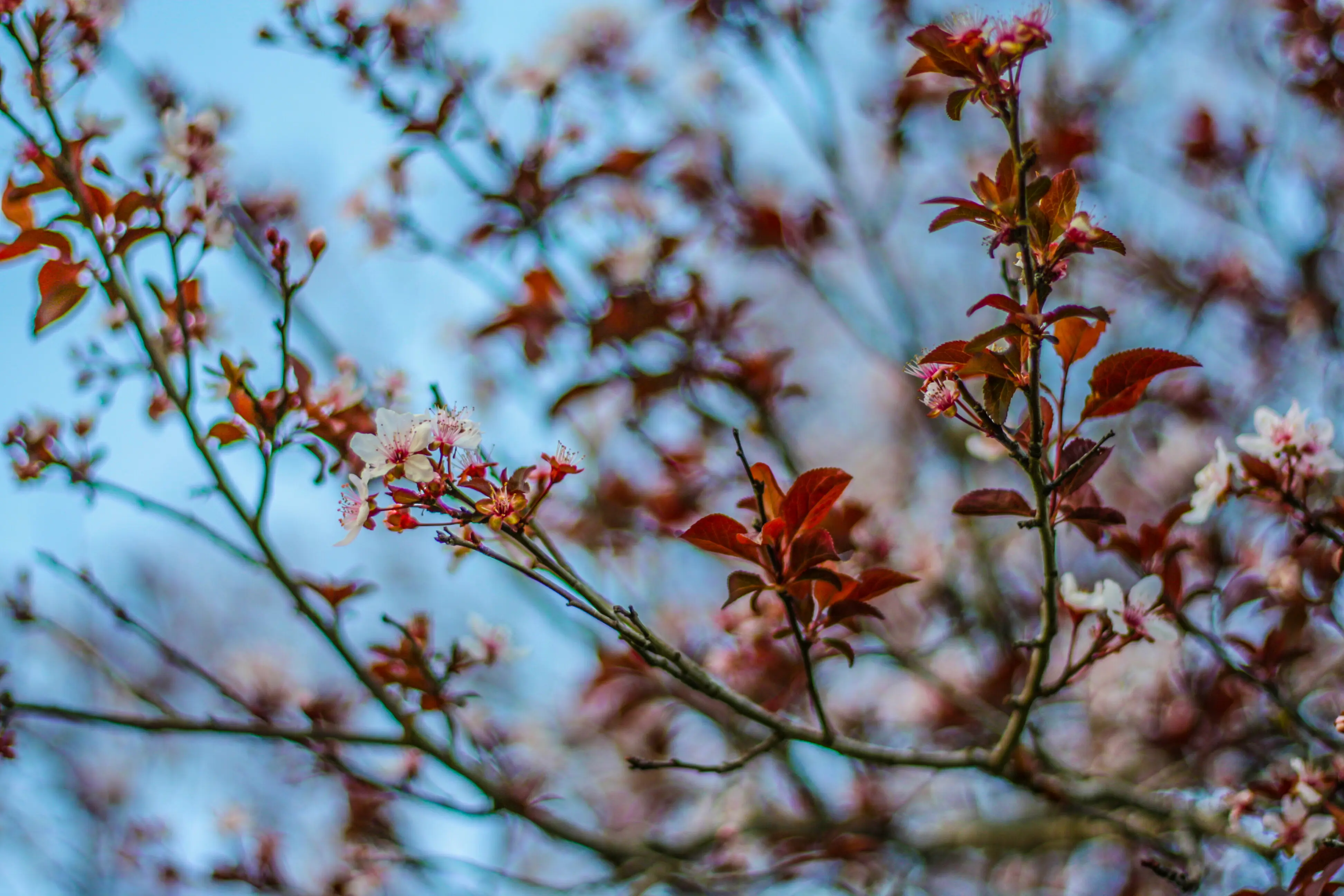 A close-up of a flowering plant set against a tree in autumn.